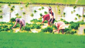 सांगली पॅटर्न : कृषी विकासाची नवी दिशा