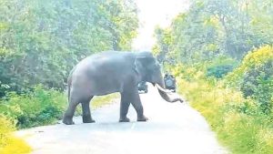 कोकणात वन्यप्राणी रस्त्यांवर...!