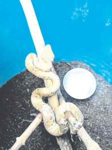 बदलापुरात आढळला दुर्मीळ मलबार पिट वायपर प्रजातीचा साप