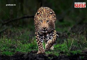 Leopard Conflict : 'गोळी' की 'नसबंदी'? बिबट्याला पकडण्यासाठी सरकारचा मास्टरस्ट्रोक! तब्बल 'इतक्या' कोटींचा खर्च करणार अन्...