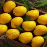 Mango Haapus News: हापूससह आंब्याच्या प्रमुख जातींची ई-पीक पाहणीत स्वतंत्र नोंद होणार, कुठे करायची नोंदणी?