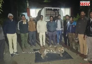एका नरभक्षक बिबट्याचा शेवट; दुसऱ्या बिबट्यालाही ठार करण्याची परवानगी
