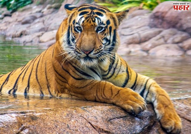 शक्ती वाघाचा मृत्यू न्युमोनियामुळे, शव विच्छेदनाच्या प्राथमिक अहवालातून माहिती समोर