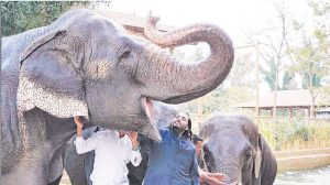 ‘वनतारा’च्या उद्दिष्टांचे जागतिक स्तरावर पुनरुज्जीवन