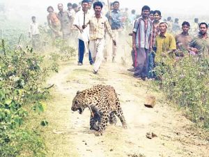 गाव-खेड्यात बिबट्याची दाहकता; समस्या व उपाय