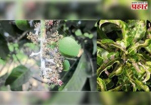 आंबा बागेमध्ये तुडतुड्यांचा प्रादुर्भाव