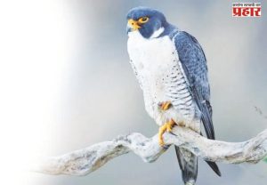 वेगवान बहिरी ससाणा नांदूर मधमेश्वर अभयारण्यात!