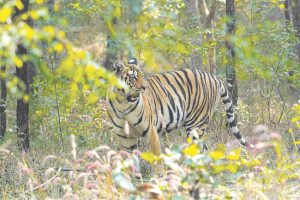 टायगर सफारी : पेंचच्या मोगली लँडमध्ये ६ तास