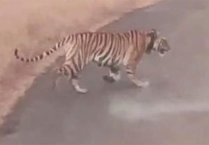 ताडोबातल्या तारा वाघिणीचा पाटणमध्ये मुक्त संचार, नागरिकामध्ये भीतीचं वातावरण