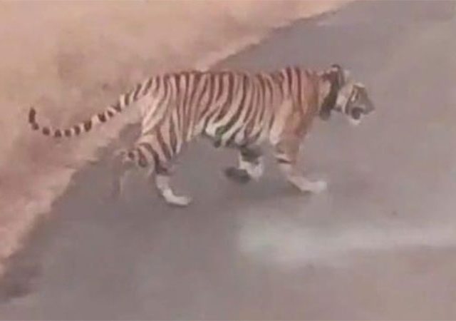 ताडोबातल्या तारा वाघिणीचा पाटणमध्ये मुक्त संचार, नागरिकामध्ये भीतीचं वातावरण