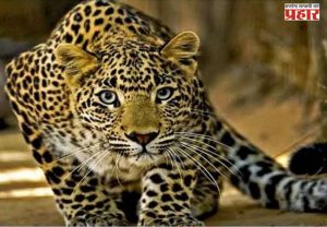 पुणे जिल्ह्यात बिबट्यांचा वावर वाढला; मोबाईलवर बोलत असलेल्या तरुणावर हल्ला, परिसरात भीती