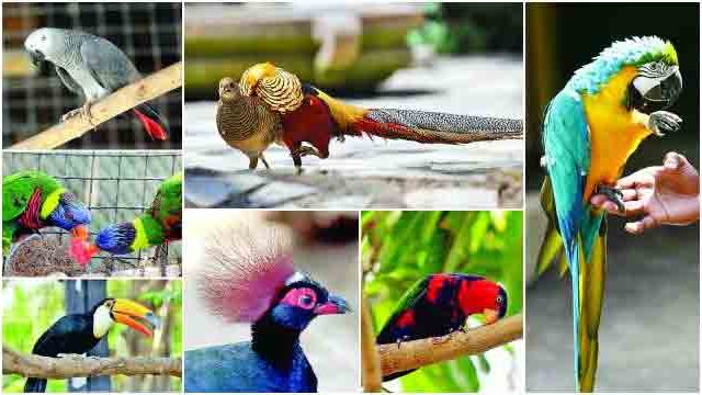 मुलुंडमध्ये आता देश विदेशातील पक्ष्यांचे घडणार दर्शन