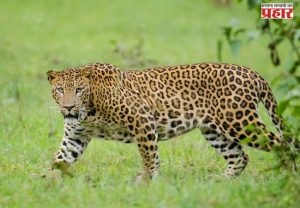 Mira-Bhayandar Leopard Attack : होणाऱ्या नवरीवर बिबट्याची झडप: चेहऱ्यावर गंभीर जखमा अन्…नेमकं काय घडलं त्या घरात? मीरा भाईंदर हादरलं!