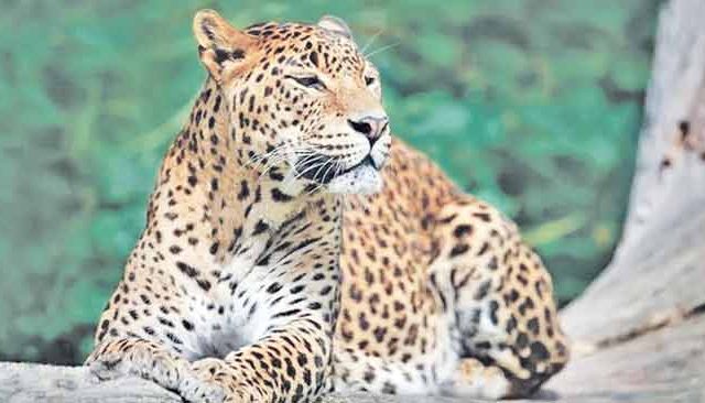 कोकणातही पसरली बिबट्यांची दहशत