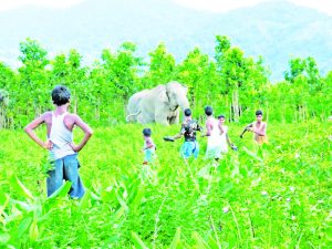 मानव-वन्यजीव संघर्षांत शेतीचे वर्षाकाठी १० हजार कोटींचे नुकसान !