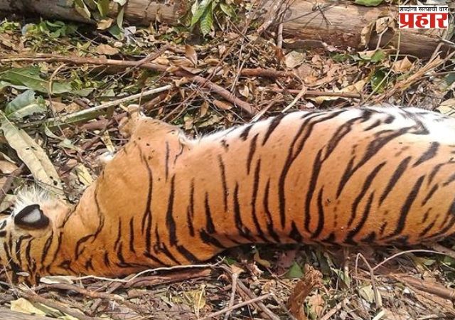 भारतात वर्षभरात १६६ वाघांचा मृत्यू