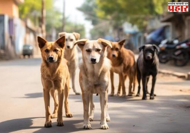 भटक्या श्वानांचे होणार सर्वेक्षण