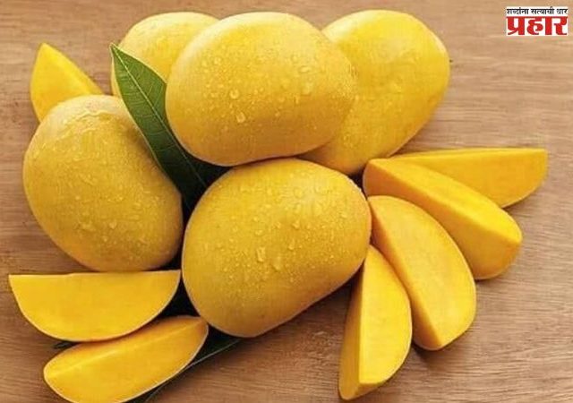 अलिबागचा हापूस मुंबईच्या बाजारात