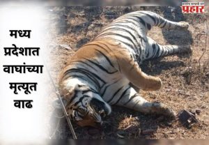 मध्य प्रदेशात वाघांच्या मृत्यूत वाढ