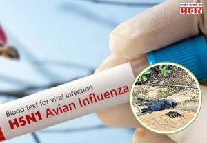 चेन्नईमध्ये बर्ड फ्लूचा प्रादुर्भाव, H5N1 विषाणूमुळे शेकडो कावळे मृत्युमुखी; सरकारकडून महत्त्वाच्या सूचना जारी