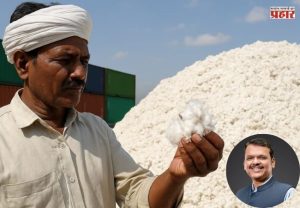 Cotton Procurement Scheme: मुख्यमंत्र्यांकडून कापूस खरेदी योजनेला मुदतवाढ; खुल्या बाजारात दर कोसळण्याची भीती