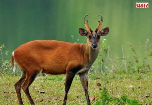 Barking Deer: तुम्ही पाहिलंत का कधी 'भुंकणारं हरीण'?; जाणून घ्या भुकणाऱ्या हरणाबद्दल