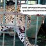 शेतकरी आणि मजुरांना बिबट्यांपासून मिळणार सुरक्षा; विधान परिषदेत सरकारचा मास्टर प्लॅन