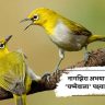 नागझिरा अभयारण्यात ‘चष्मेवाला’ पक्ष्याचे दर्शन