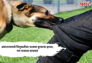 अंबरनाथमध्ये चिमुकलीवर भटक्या कुत्र्याचा हल्ला; पण भावाला वाचवलं