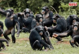 Chimpanzees Civil War : सातासमुद्रापार सेंट्रल, वेस्टर्नचा संघर्ष पेटला, एकेकाळी मित्र असलेले घेतायत एकमेकांचा जीव