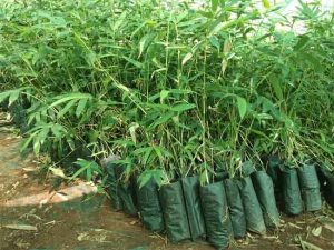 Bamboo Plantation : कांजूरमार्गमधील कचरा दुर्गंधीवर ‘बांबू’ लागवडीचा उपाय