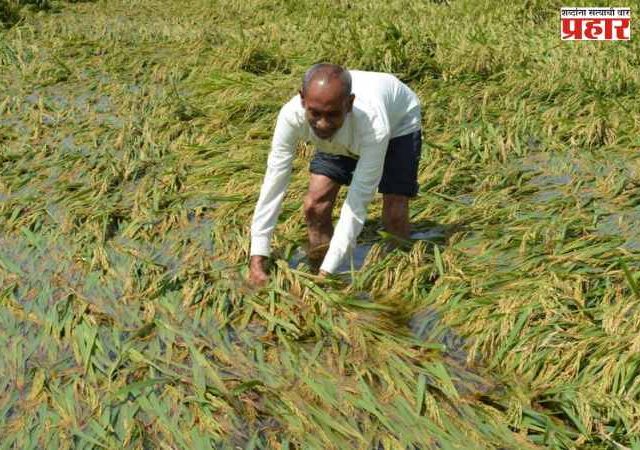 Unseasonal Rain : अवकाळीचा राज्यातील ६६ हजारांपेक्षा जास्त शेतकऱ्यांना फटका