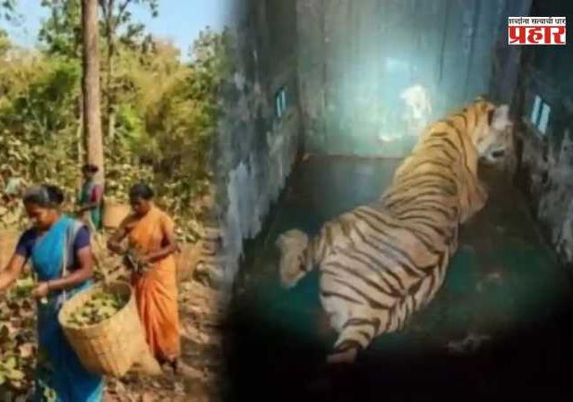 Chandrapur Tiger Attack : अंधारात थरारक ऑपरेशन; ४ महिलांचा बळी घेणारी टी-2 वाघीण अखेर जेरबंद