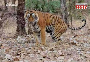 Chandrapur Tiger Attack : चंद्रपूर हादरलं! दबा धरून बसलेल्या वाघिणीचा १३ जणांवर हल्ला, ४ महिलांचा जागीच मृत्यू