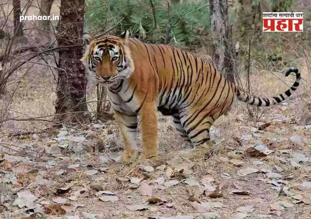 Chandrapur Tiger Attack : चंद्रपूर हादरलं! दबा धरून बसलेल्या वाघिणीचा १३ जणांवर हल्ला, ४ महिलांचा जागीच मृत्यू