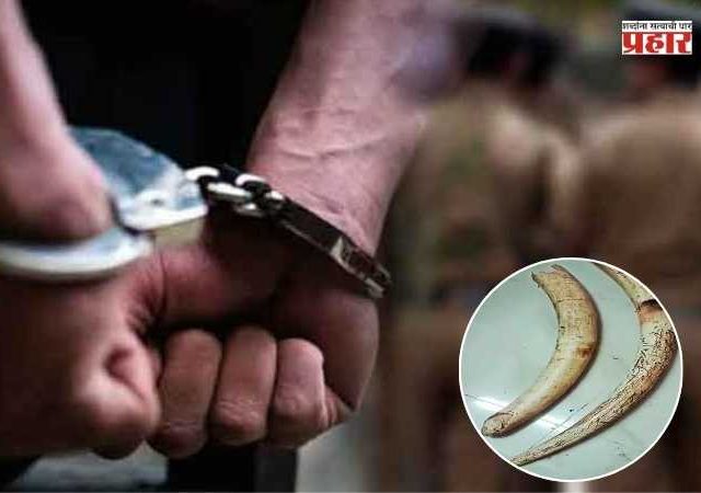 Ivory Smuggling Racket Busted : भारतीय हस्तिदंत तस्करीचा पर्दाफाश! ४ किलो हत्तीच्या सुळ्यांसह तिघे जेरबंद