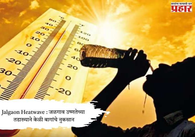 Jalgaon Heatwave : जळगाव उष्णतेच्या तडाख्याने केळी बागांचे नुकसान