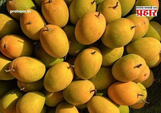 Japan Bans Indian Mangoes : जपानमध्ये हापूससह भारतीय आंब्यांना बंदी! केमिकलमुक्त प्रक्रियेत गंभीर निष्काळजीपणा उघड