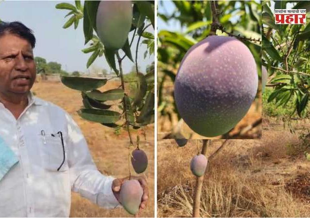 World's Most Expensive Mango : जळगावातील सेवानिवृत्त पोलीस अधिकाऱ्याने पिकवला जगातील महागडा आंबा
