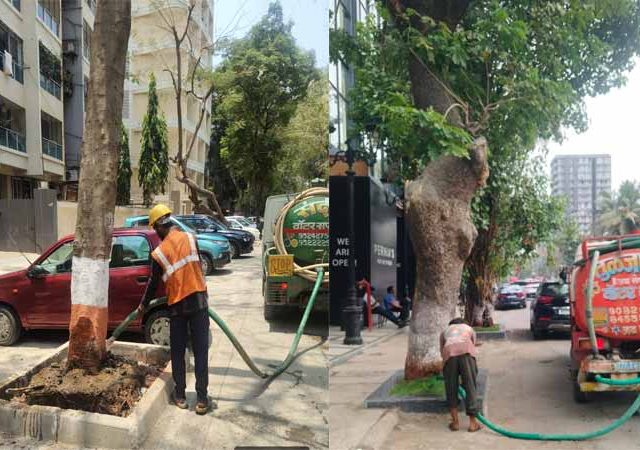 BMC ने मुंबईतल्या सार्वजनिक ठिकाणी असलेल्या झाडांसाठी सुरू केली कूलिंग ट्रीटमेंट