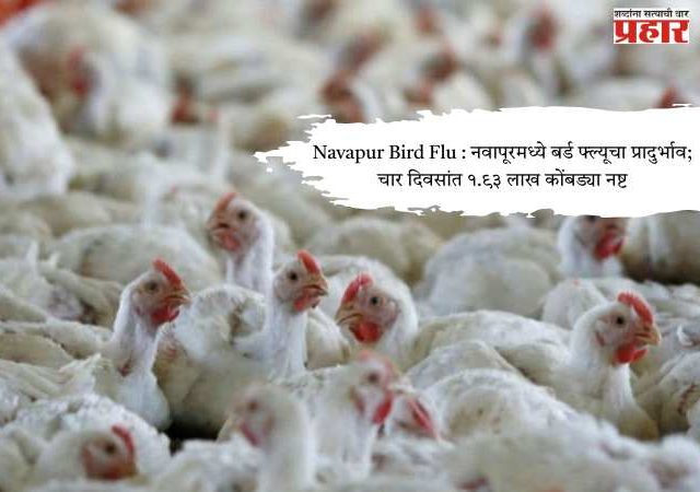 Navapur Bird Flu : नवापूरमध्ये बर्ड फ्ल्यूचा प्रादुर्भाव; चार दिवसांत १.९३ लाख कोंबड्या नष्ट