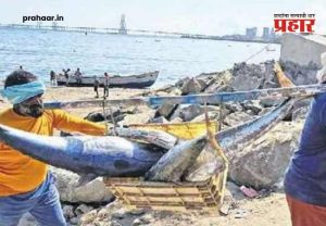 Monsoon Fishing Ban : मत्स्यप्रजननासाठी राज्याच्या सागरी हद्दीत १ जूनपासून यांत्रिक मासेमारीला बंदी; नियम मोडल्यास होणार कडक कारवाई