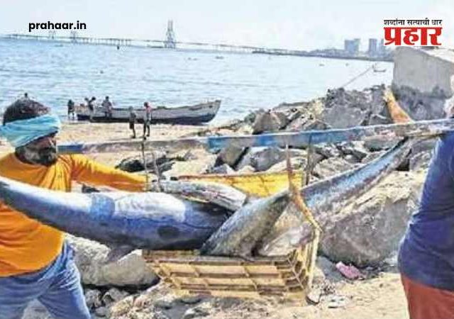 Monsoon Fishing Ban : मत्स्यप्रजननासाठी राज्याच्या सागरी हद्दीत १ जूनपासून यांत्रिक मासेमारीला बंदी; नियम मोडल्यास होणार कडक कारवाई