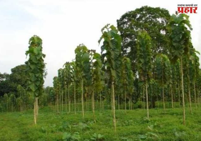 Farmer offers Rs 200 crore: ३० लाखांच्या दंडासाठी शेतकऱ्याची पुण्याच्या जिल्हाधिकाऱ्यांना २०० कोटींची ऑफर