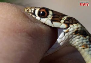 Snake bite : त्याला वीस वर्षांपासून दंश करत आहे साप, आता त्याचं रक्त बनलं सर्पविषावर रामबाण उपाय!