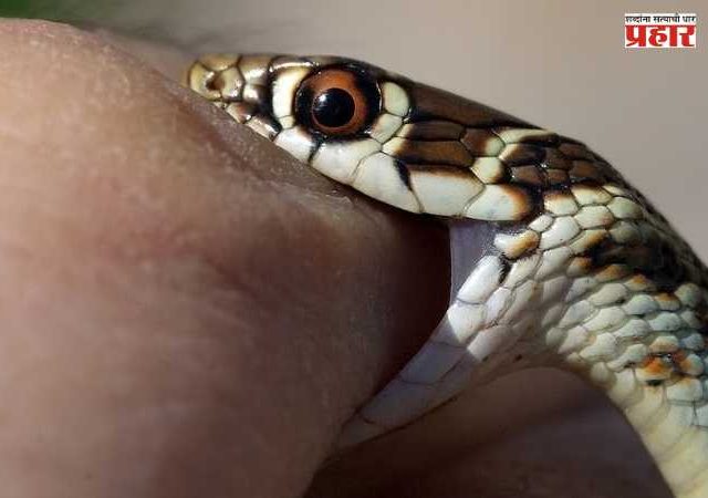 Snake bite : त्याला वीस वर्षांपासून दंश करत आहे साप, आता त्याचं रक्त बनलं सर्पविषावर रामबाण उपाय!