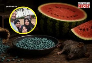 Rat poison found in watermelon : पायधुनी कलिंगड मृत्यू प्रकरण : उंदीर मारणाऱ्या 'झिंक फॉस्फाईड'वर जगात कोणताही उतारा का नाही? वाचा सविस्तर