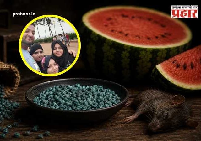 Rat poison found in watermelon : पायधुनी कलिंगड मृत्यू प्रकरण : उंदीर मारणाऱ्या 'झिंक फॉस्फाईड'वर जगात कोणताही उतारा का नाही? वाचा सविस्तर