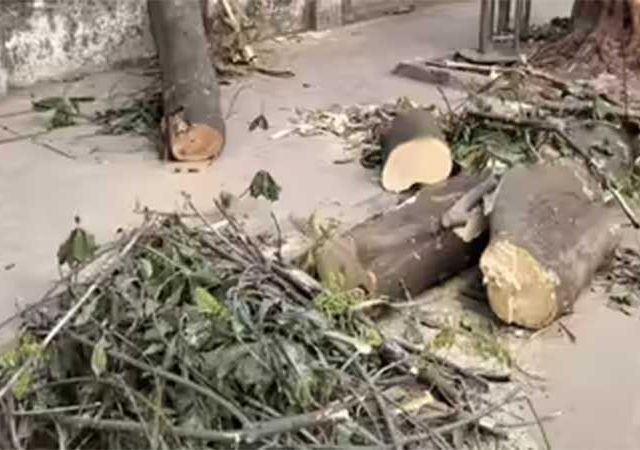 Khar tree collapse : खारमध्ये रिक्षावर झाड कोसळल्याने १४ वर्षीय मुलीचा मृत्यू
