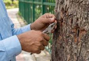 Nails Free Tree : मुंबईतील १०७१ झाडे काँक्रीटमुक्त, झाडांवरील ५० किलो खिळ्यांच्या वेदनांचा भार केला हलका